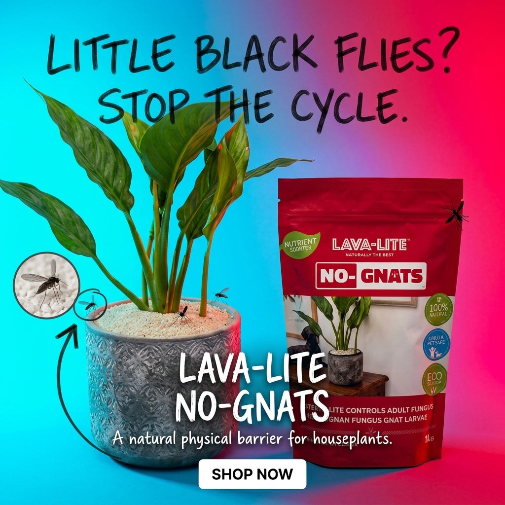 LAVA‑LITE NO‑GNATS Natural Fungus Gnat Control LAVA-LITE