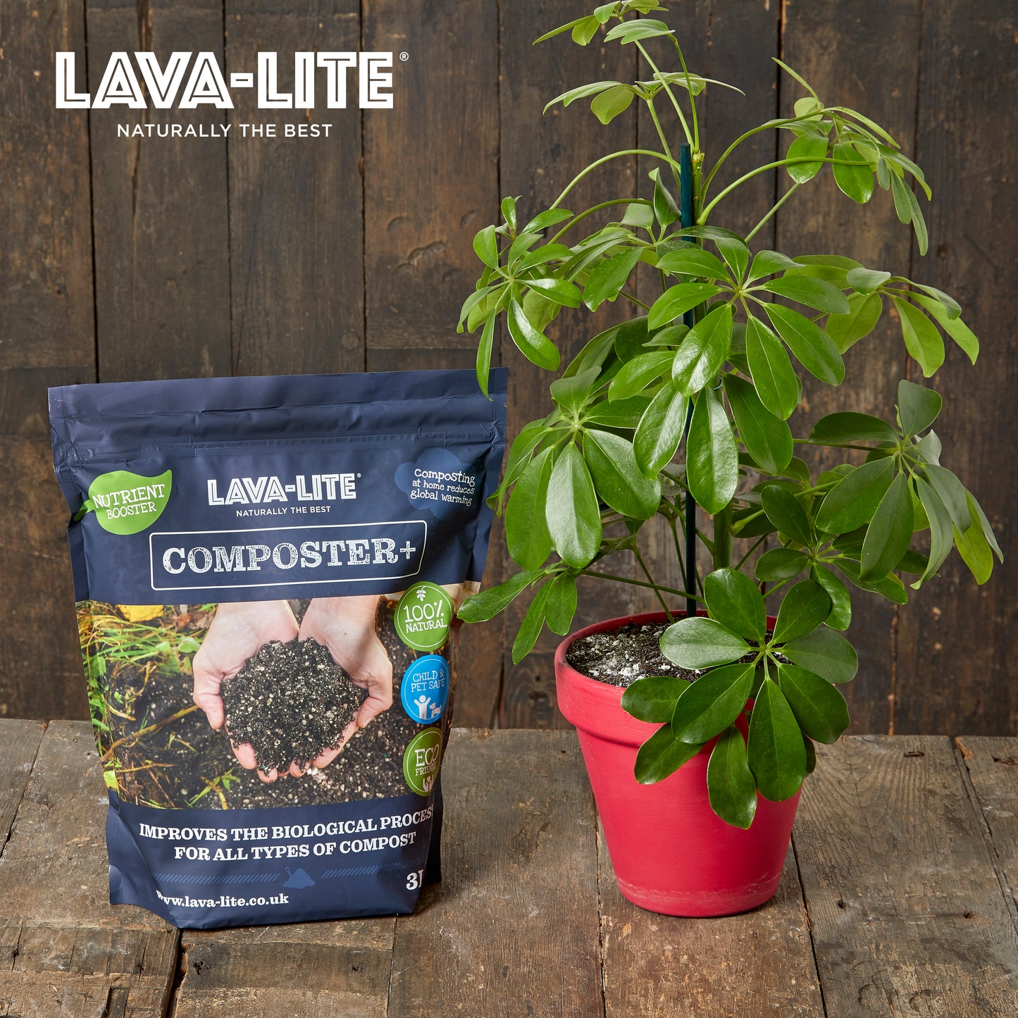 Houseplant Autumn Care Pack 🍂 LAVA-LITE