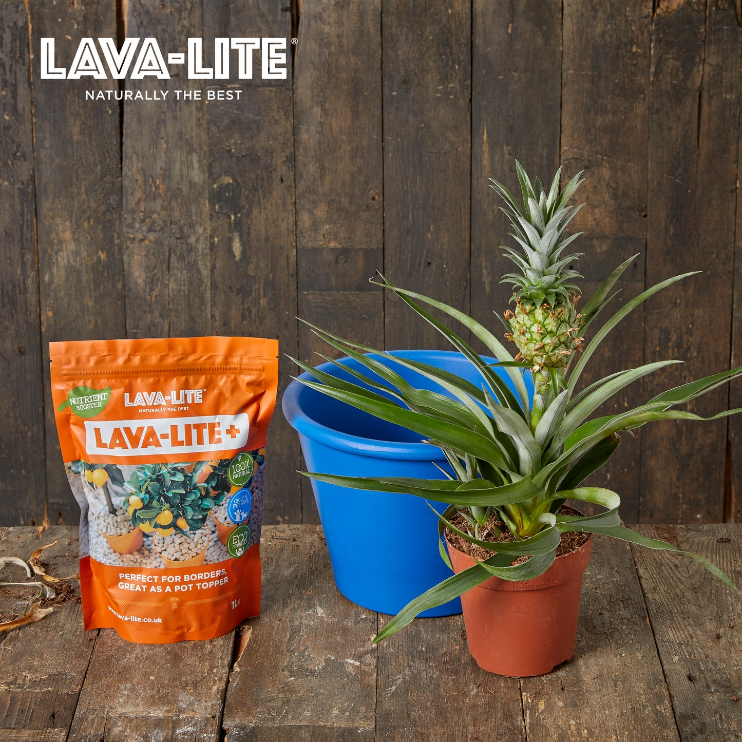 The Houseplant Rescue Kit ⛑️🪴 LAVA-LITE