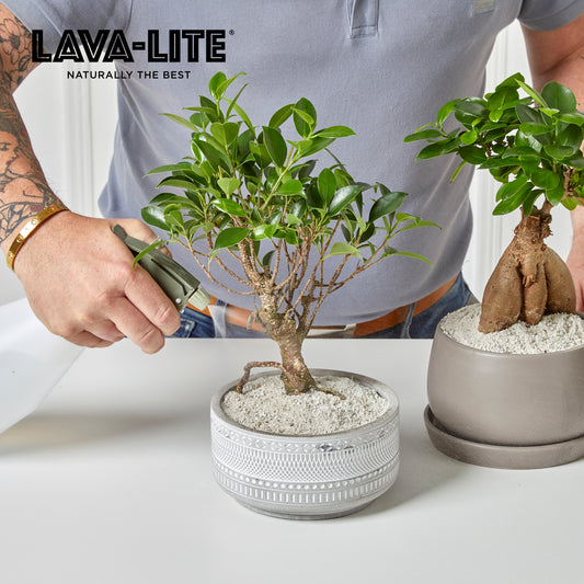 LAVA‑LITE NO‑GNATS Natural Fungus Gnat Control (The Red One) LAVA-LITE