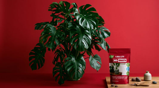 Tiny Flies in Your Houseplants? What They Are and How to Get Rid of Them (UK Guide)
