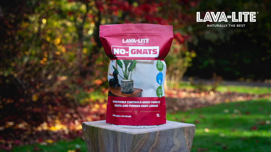 Best Fungus Gnat Treatments for Houseplants (UK Guide)