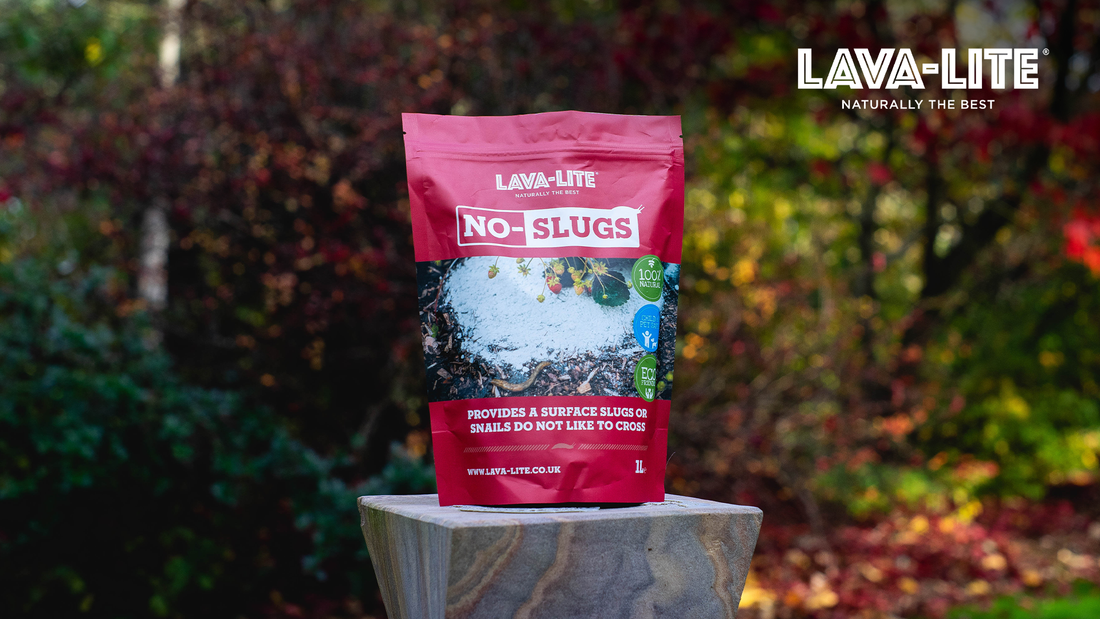 Why Slugs Keep Coming Back — And How to Stop Them for Good