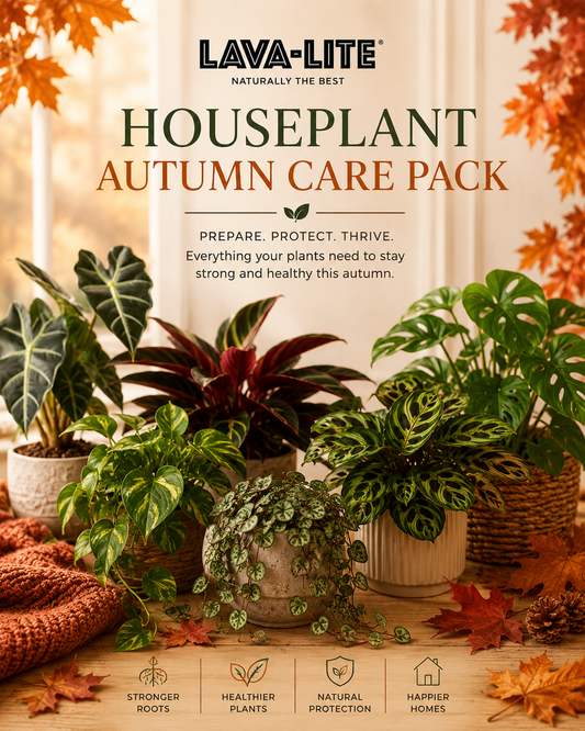 The Ultimate Guide to Autumn Houseplant Care