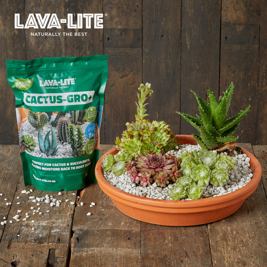 The Ultimate UK Guide to Growing Cacti, Succulents, Lithops & Bonsai — Why Volcanic Mineral Media Works Best