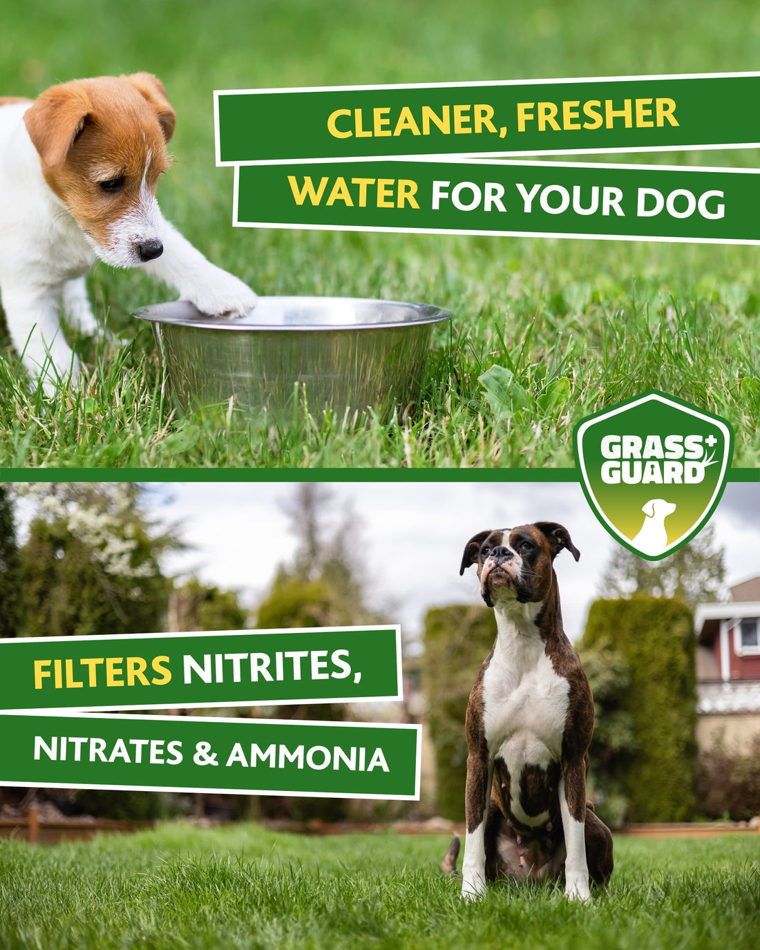 Why Dog Urine Causes Lawn Damage (And How to Prevent It)