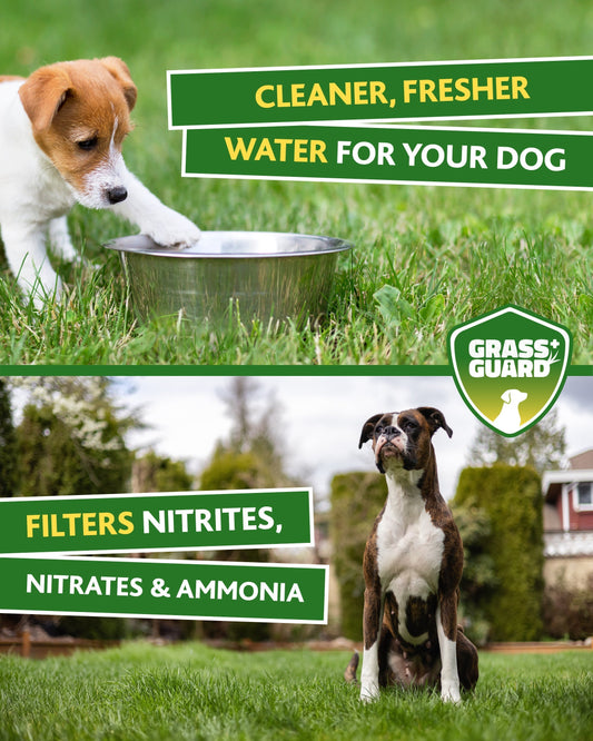 Why Dog Urine Causes Lawn Damage (And How to Prevent It)