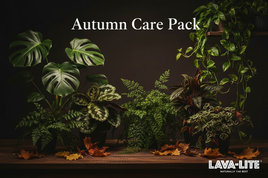 Houseplant Autumn Care Pack: How to Protect Indoor Plants as Temperatures Drop