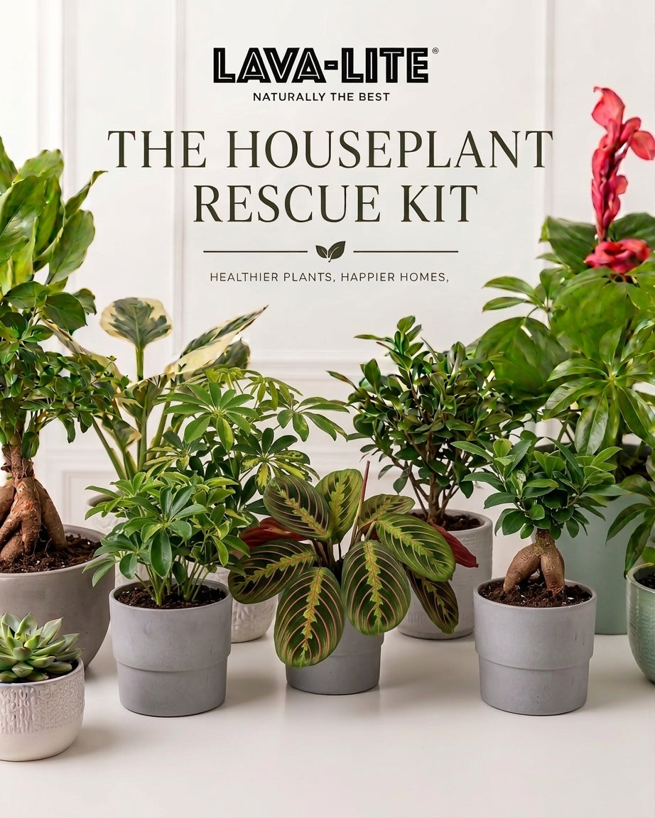 The Houseplant Rescue Kit ⛑️🪴