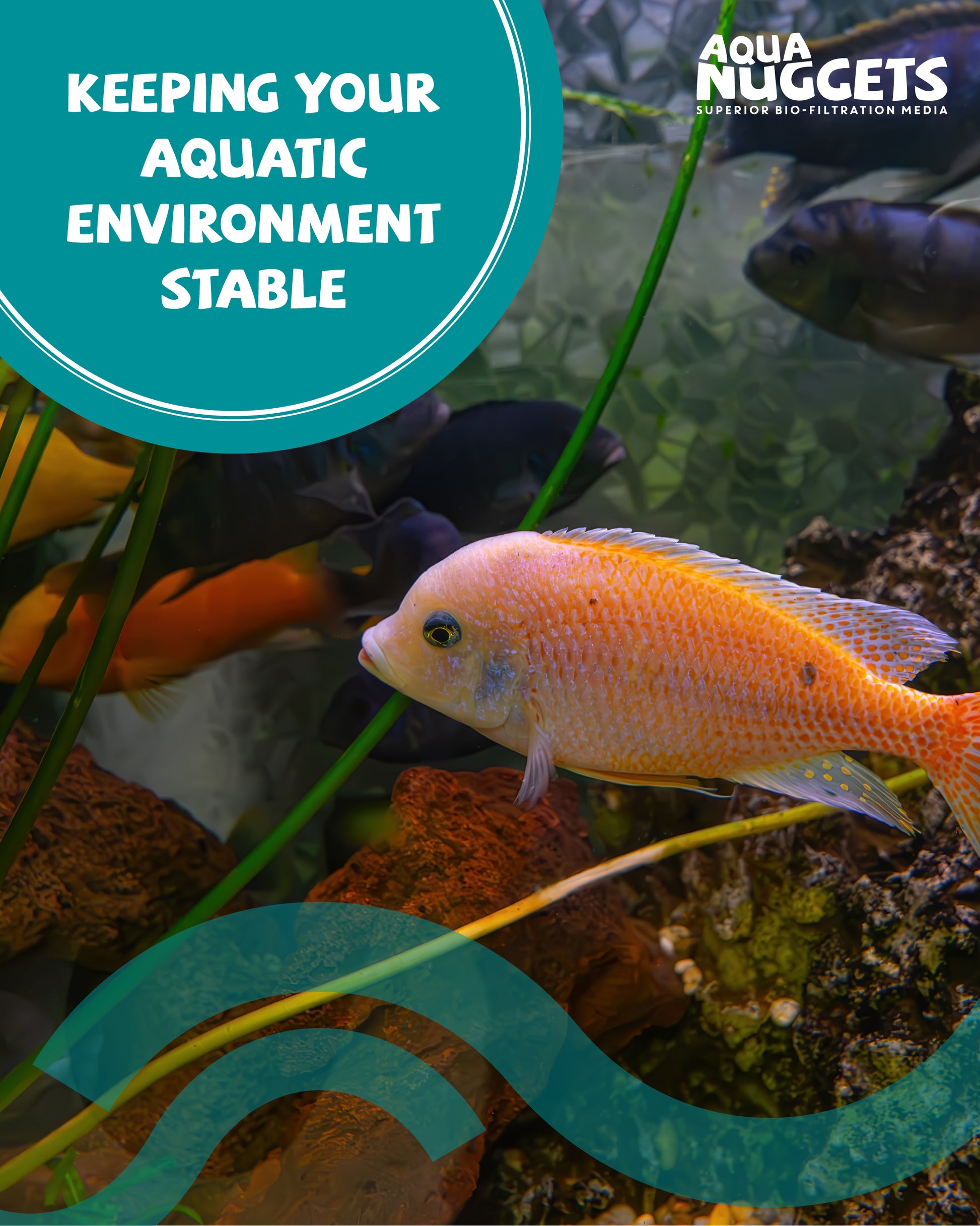 Aqua Nuggets volcanic pond media clearing murky water, improving clarity and creating a cleaner, healthier environment for fish and wildlife.