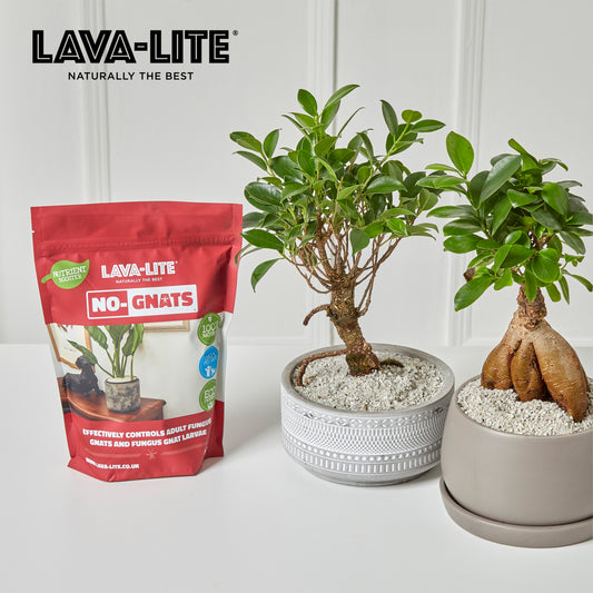 The Houseplant Rescue Kit ⛑️🪴