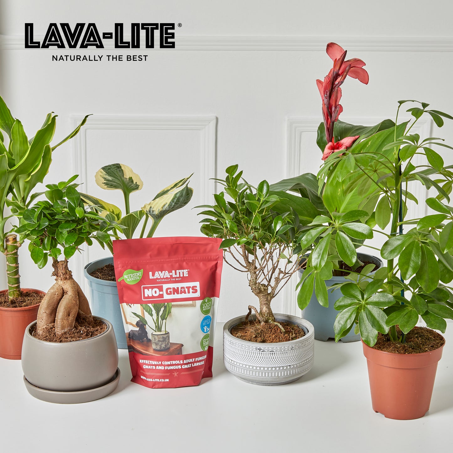 LAVA‑LITE NO‑GNATS  Natural Fungus Gnat Control (The Red One)