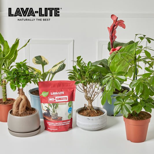 LAVA‑LITE NO‑GNATS  Natural Fungus Gnat Control (The Red One)