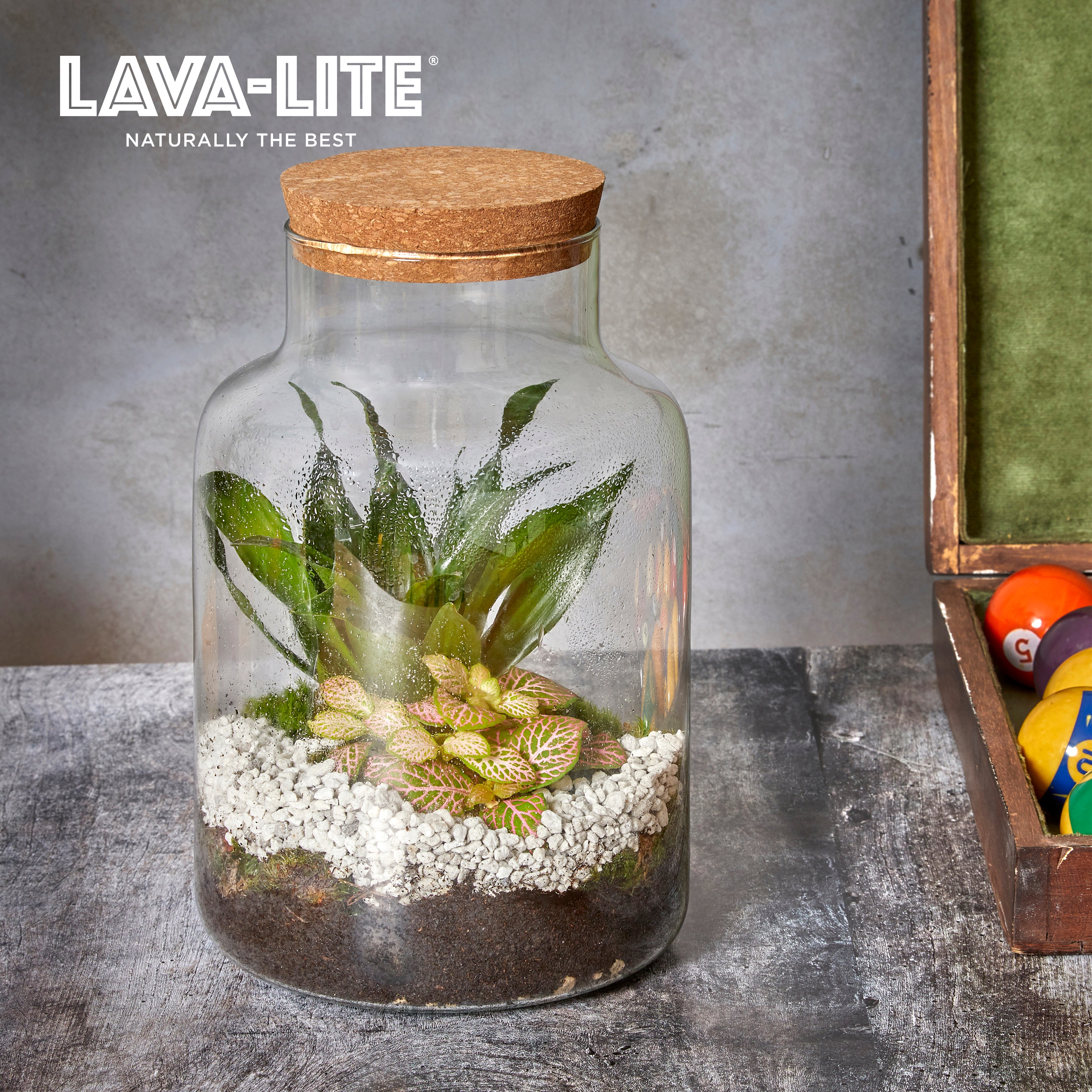 Load video: LAVA-LITE No Gnats for the treatment of fungus gnats on houseplants and soil